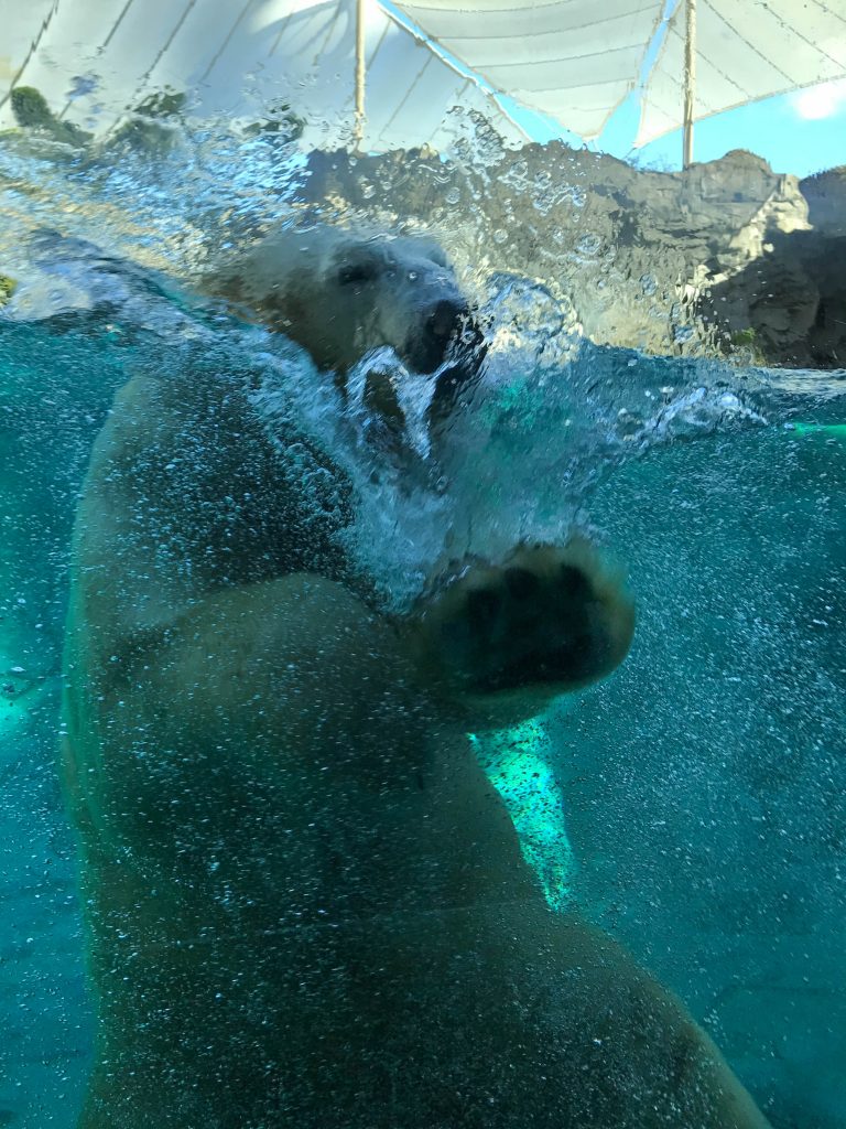 Sea World Polar Bear Robert Ulysses