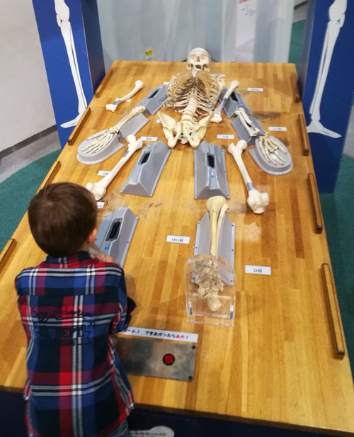 Robert Ulysses explores the human Skeleton at Kids Plaza, Osaka, Japan Halloween